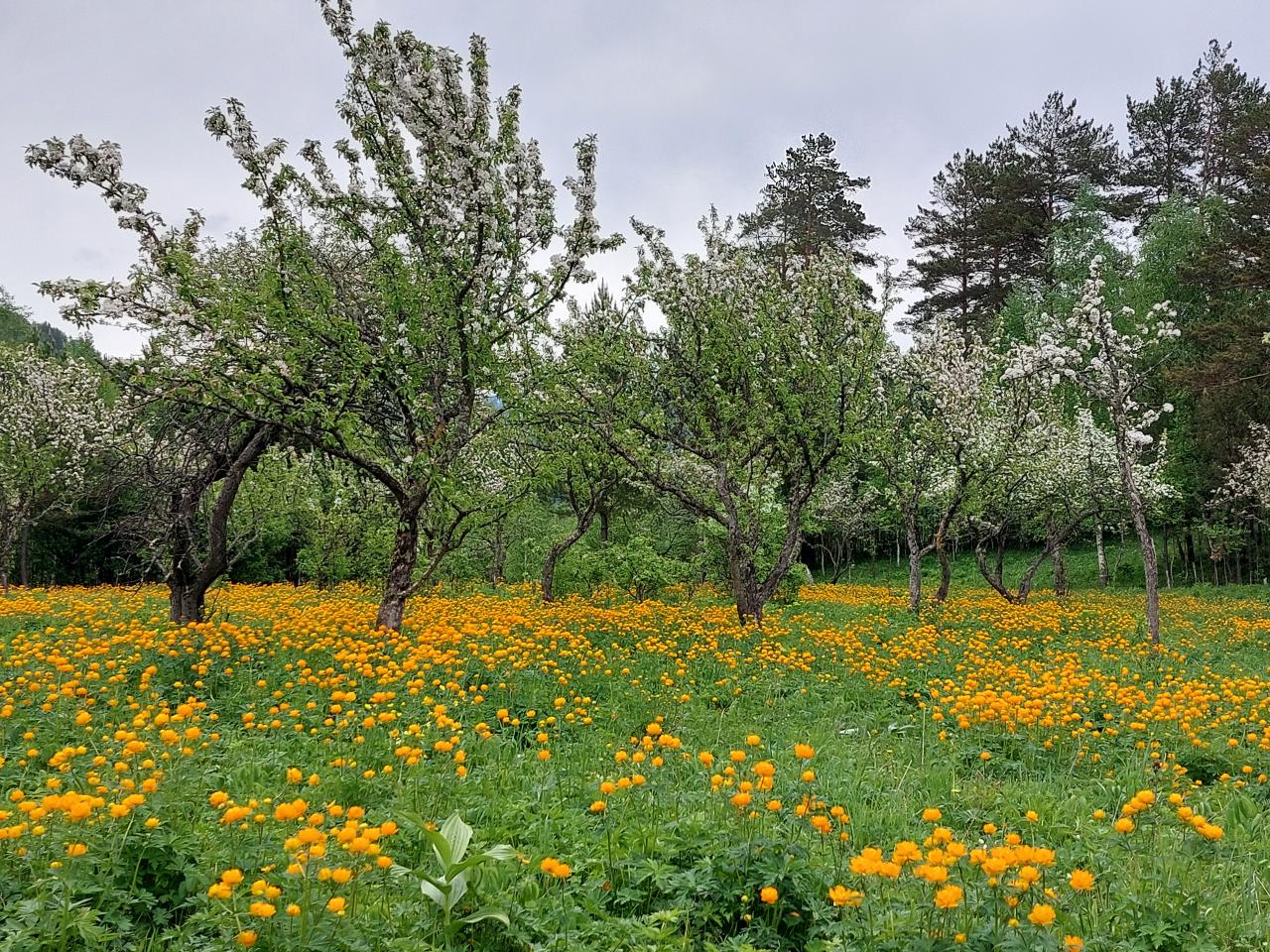 Цветущие сады Яйлю