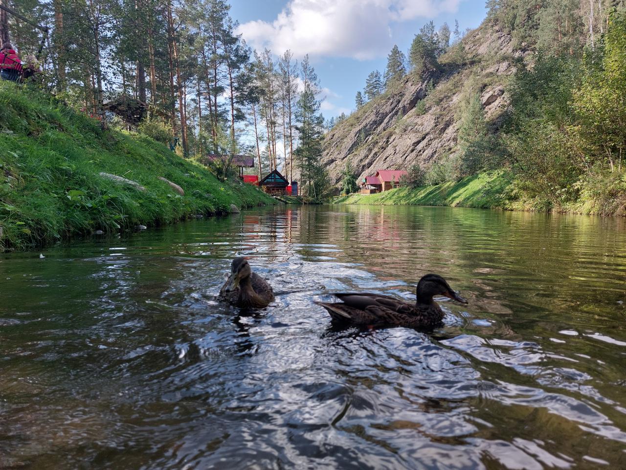 Наглые утки на форелевом озере