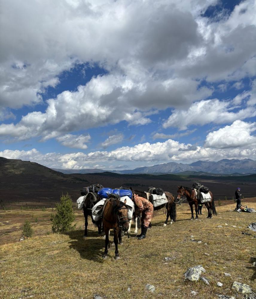 наши лошадки