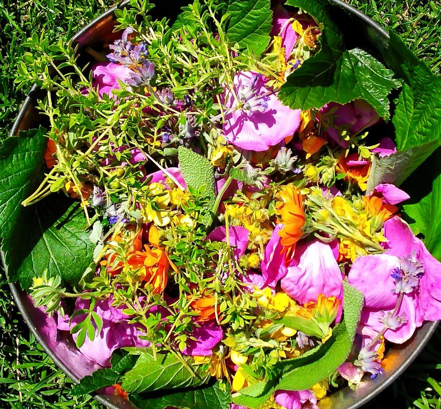 Чайный сбор