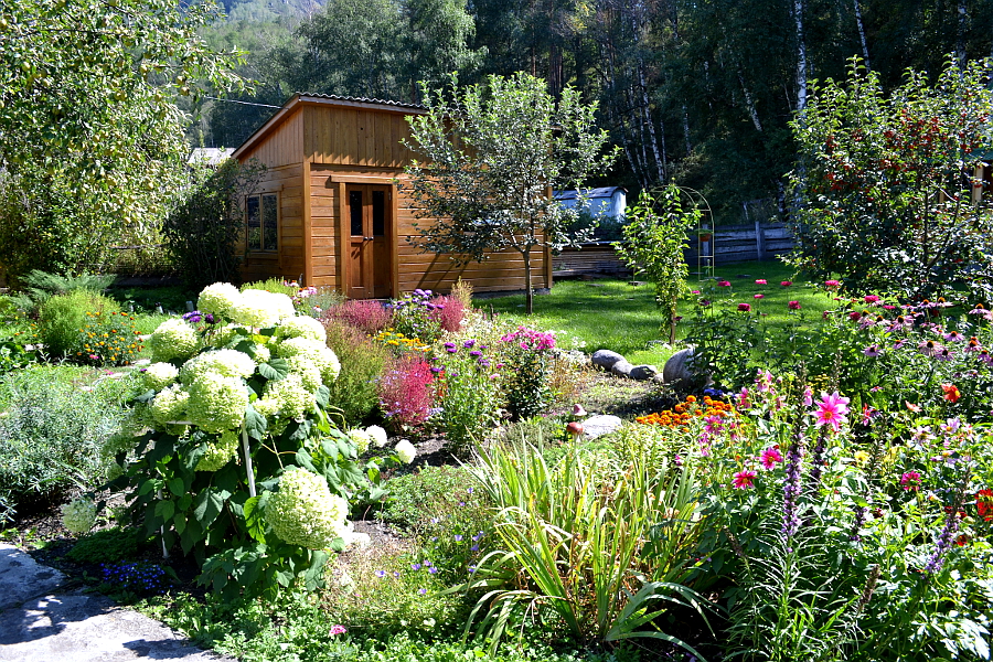 Цветы около бани