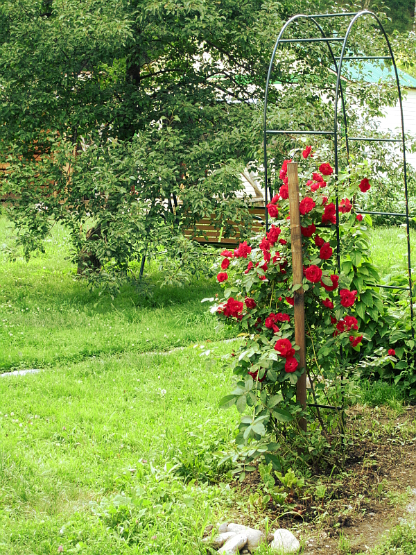 Розы на территории