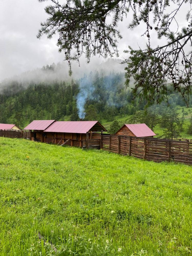 Пантолечение на Алтае в маральник "Уч-Сумер" в селе Шашикман