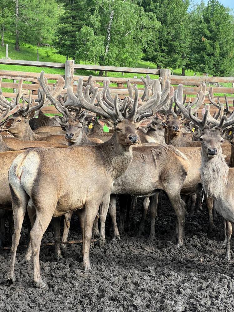 Мараловодческое хозяйство "Уч-Сумер" Алтай