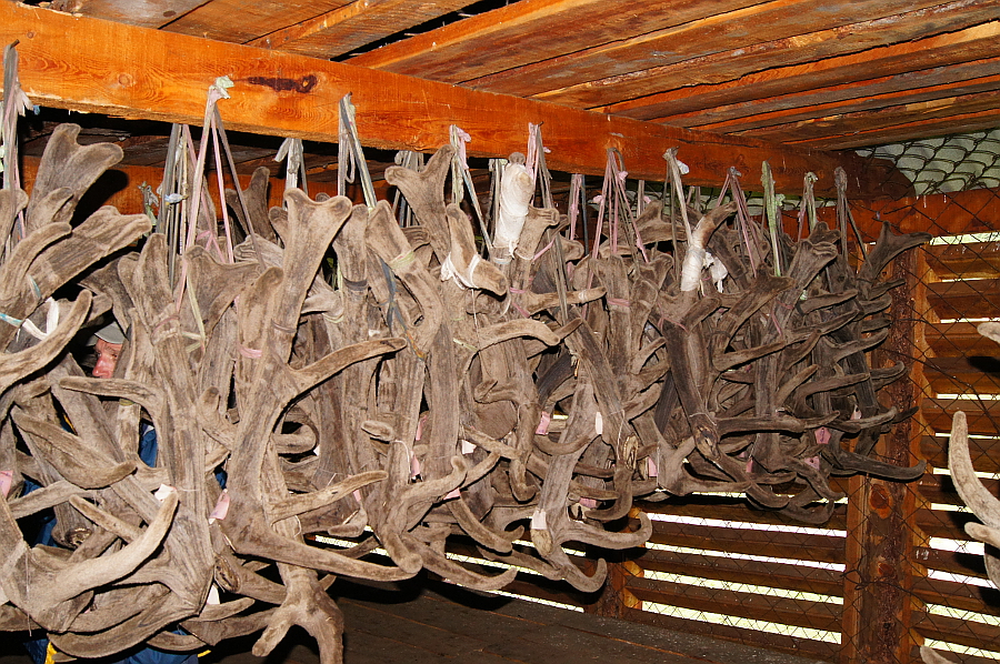 Маральник «Эдельвейс»