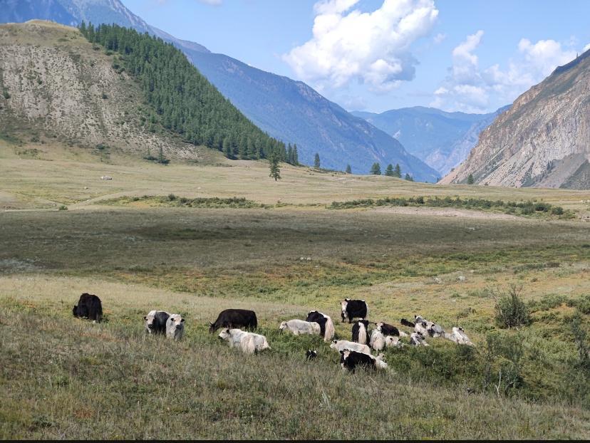 База отдыха "Спирит Техас" возле Чибита и Акташа в Горном Алтае