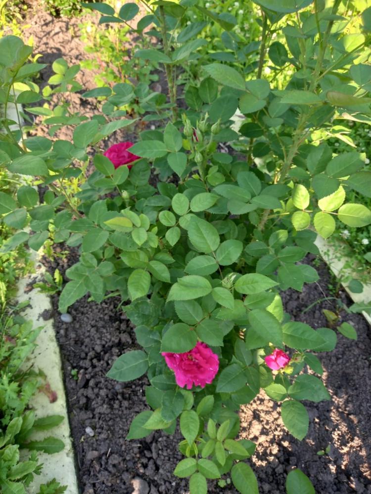 Комната на 3-х человек за 1500 р.