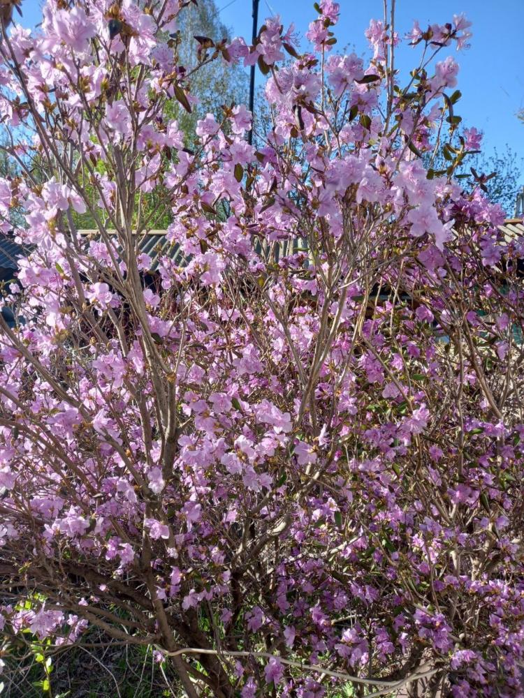 "Домик в деревне" отдых на Алтае у озера Ая