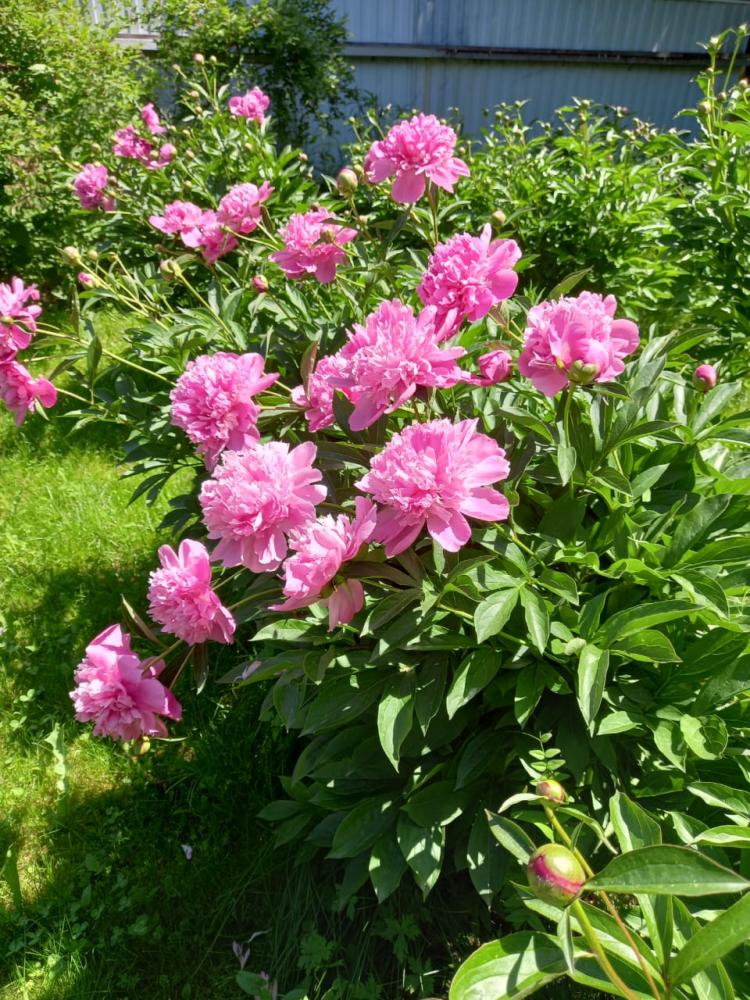 "Домик в деревне" отдых на Алтае у озера Ая