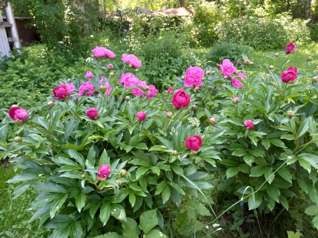 Территория Домик в Деревне