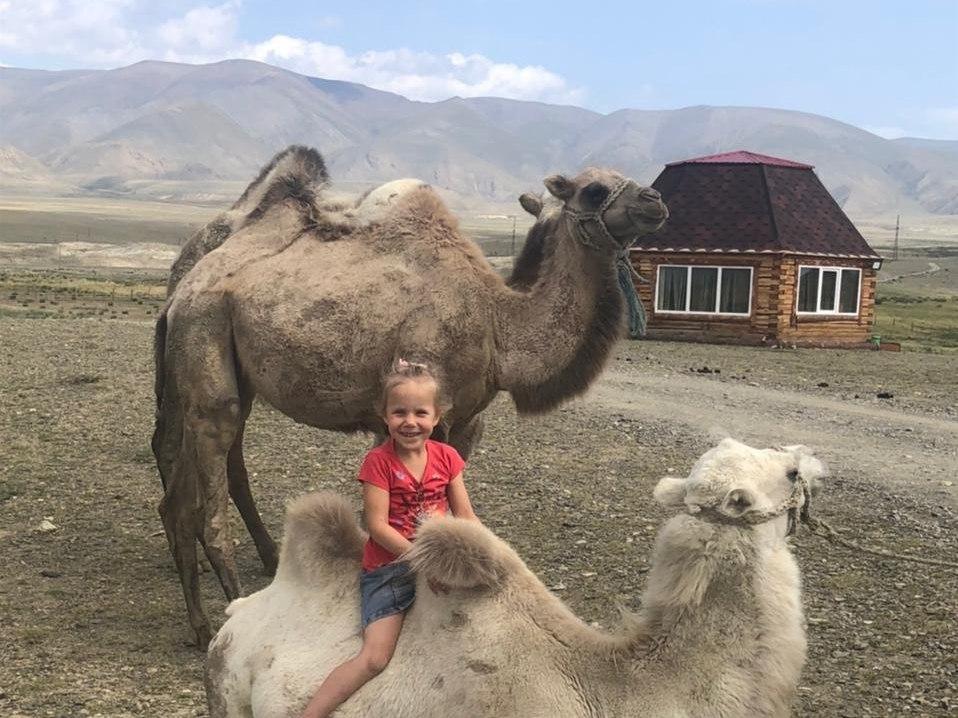 Фотосессия с верблюдами в Кош-Агаче
