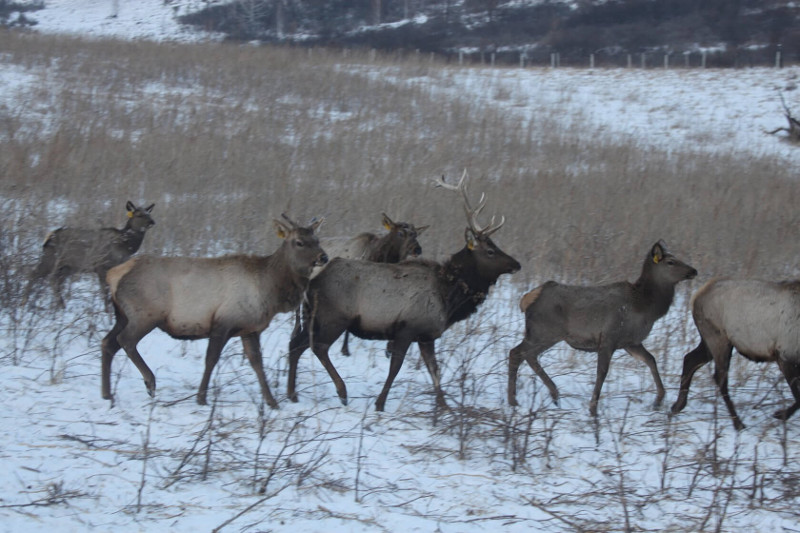Мараловая ферма "Сибирь" Алтайский край Горный Чарыш