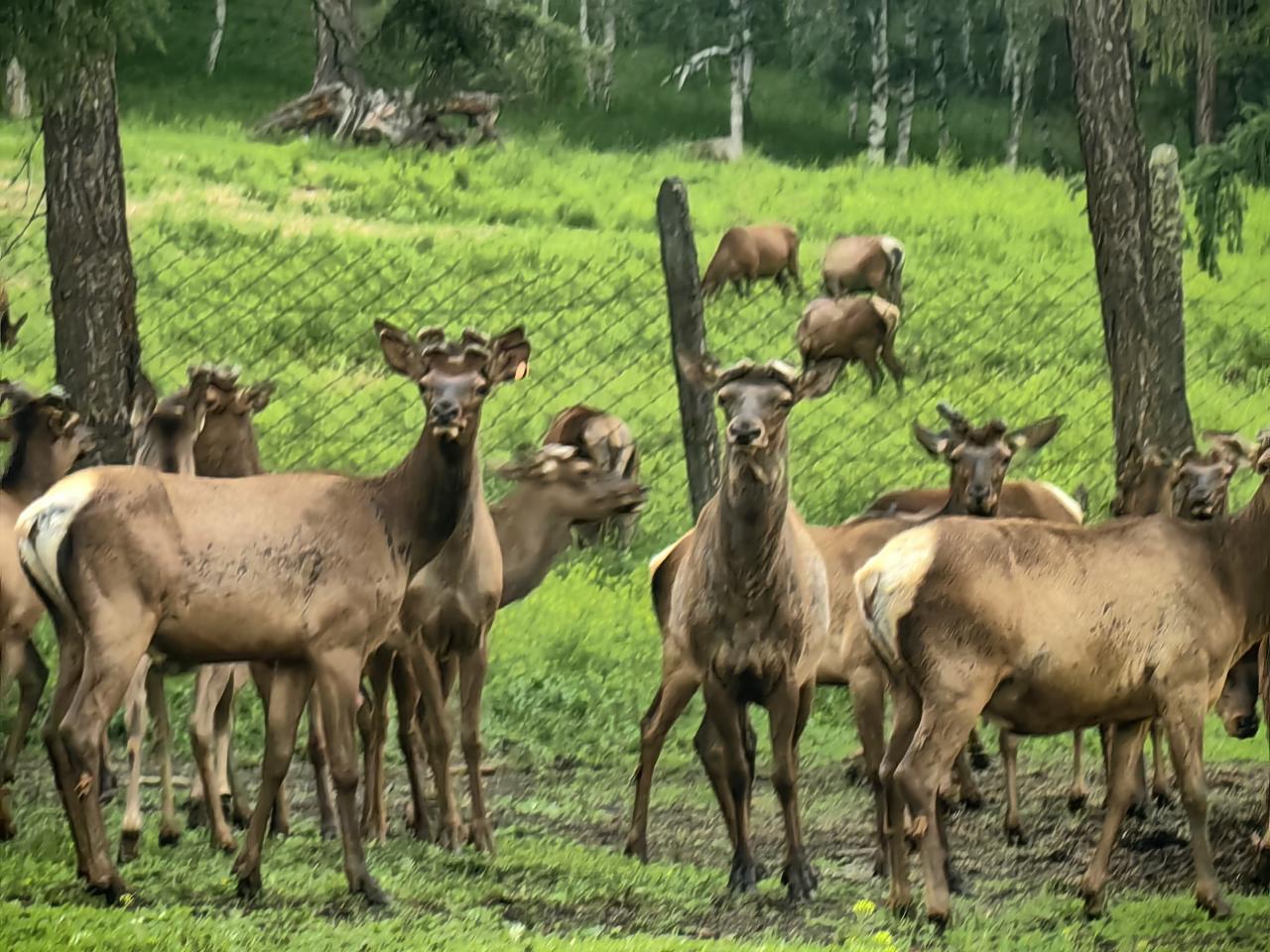 Маралы на Алтае после срезки пантов