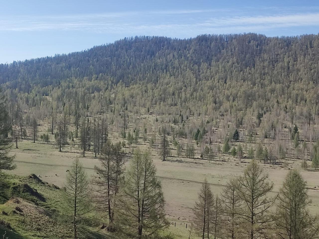 Горы и лес возле села Соузар в Республике Алтай