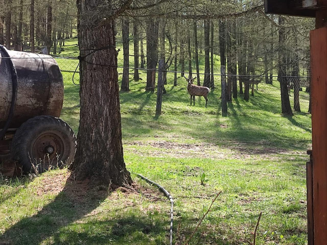 Маралы в питомнике на Алтае