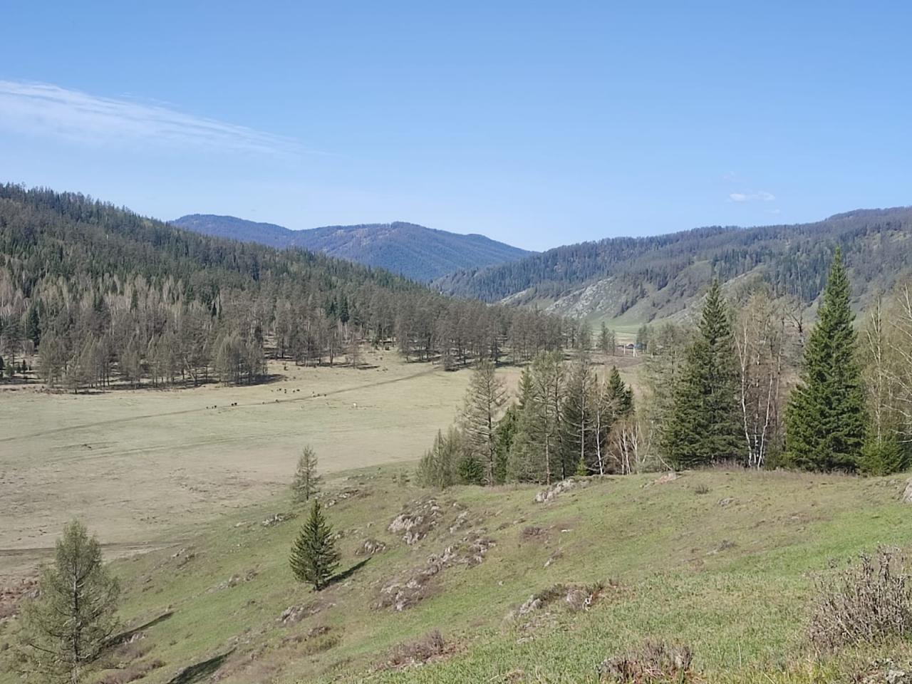 Маральник Соузар на Алтае мараловодческая ферма