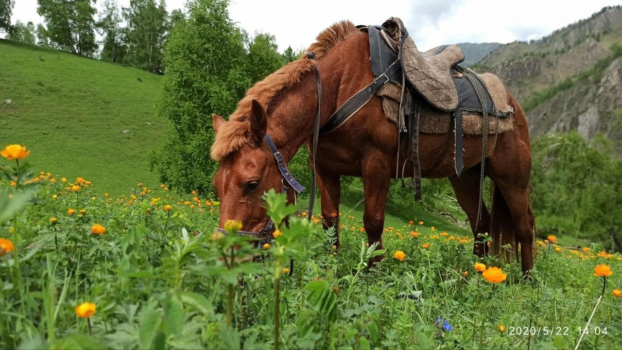 Конные туры на Алтай 