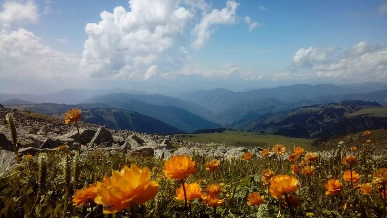 Горный тур на Алтай кони