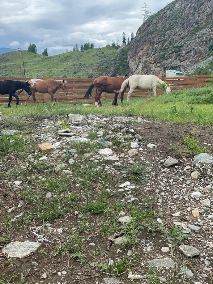 База отдыха "Сила Гор" Акташ Алтай