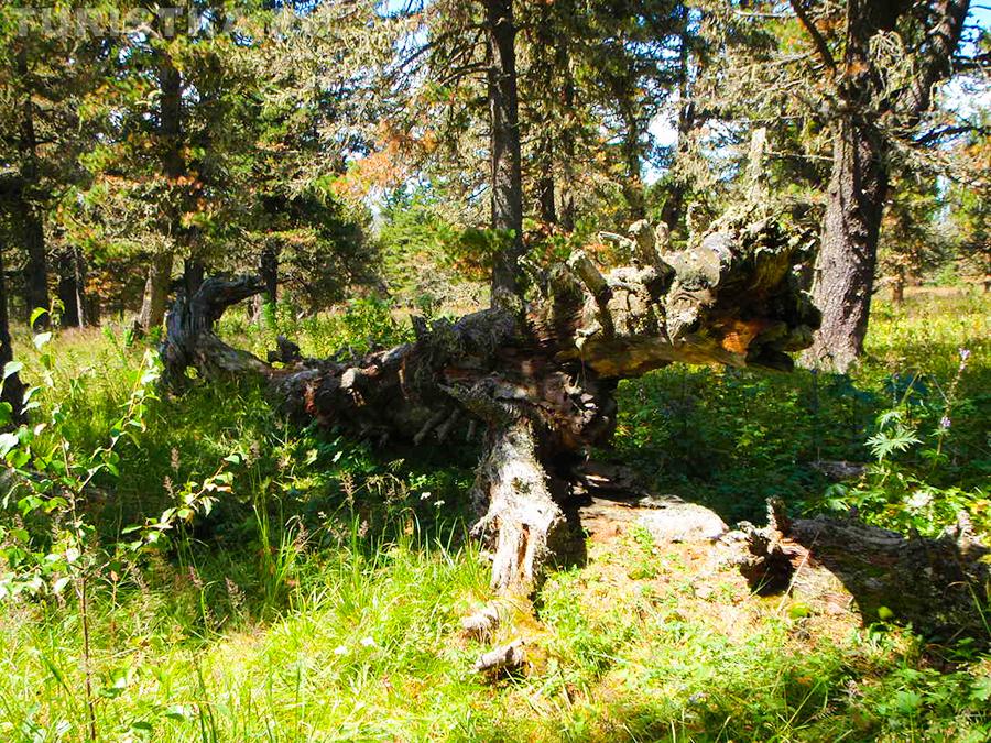 Кедры на Семинском перевале
