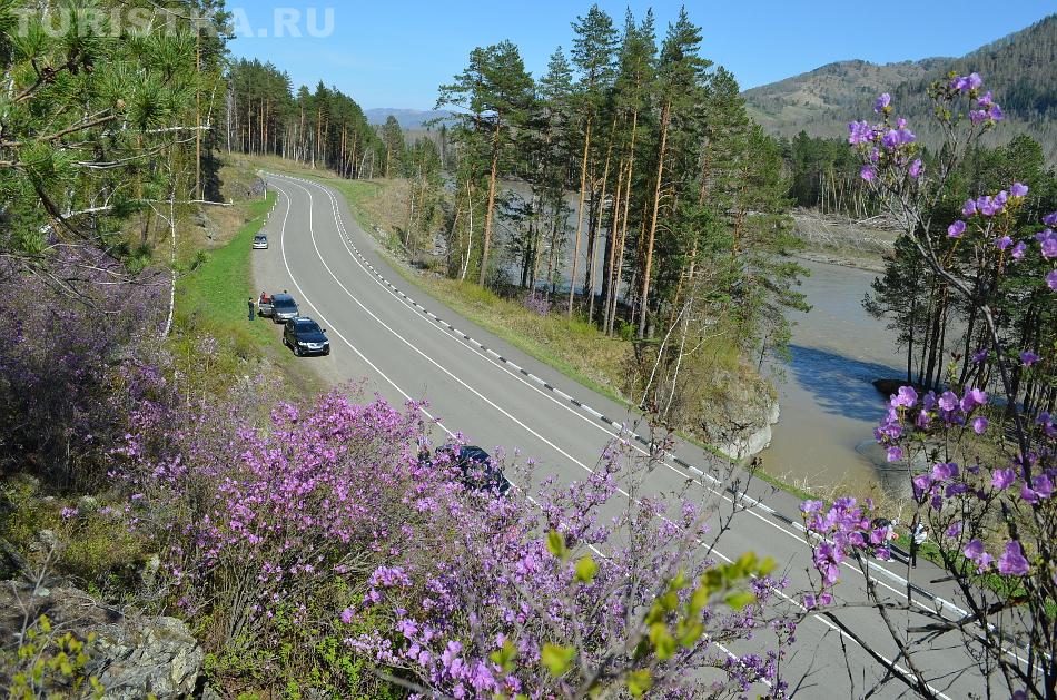 Цветение маральника, около Бирюзовой Катуни