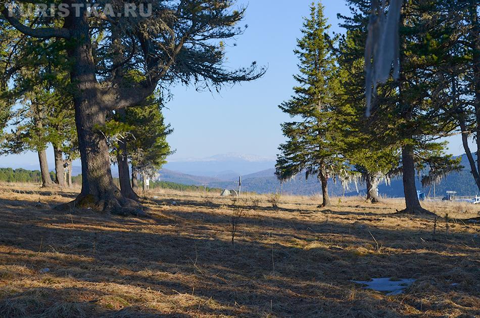 Кедры на Семинском перевале