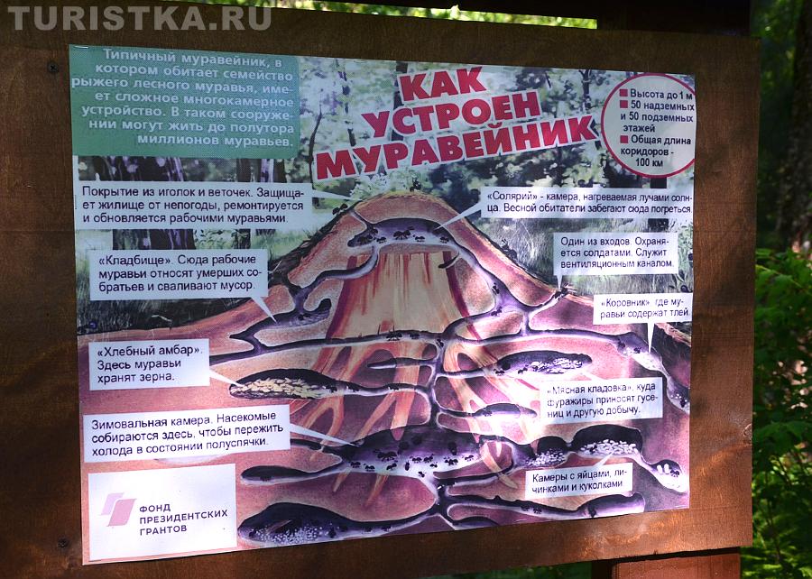 Эко-тропа на Третьей речке