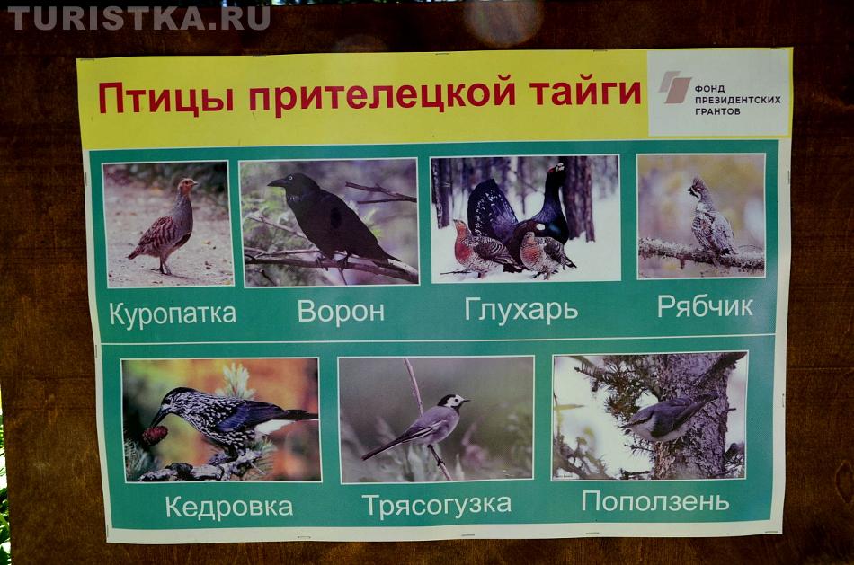 Эко-тропа на Третьей речке