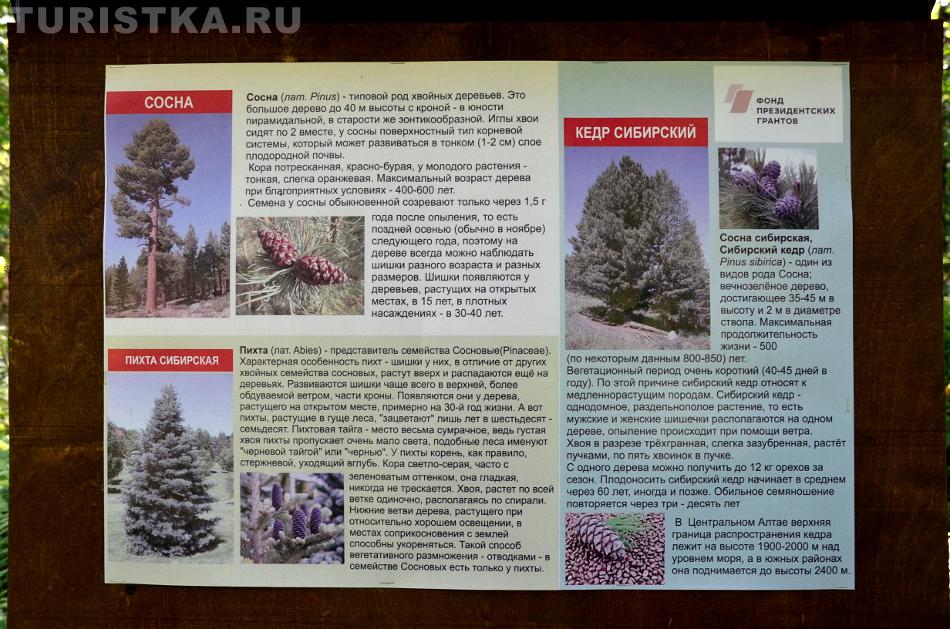 Эко-тропа на Третьей речке