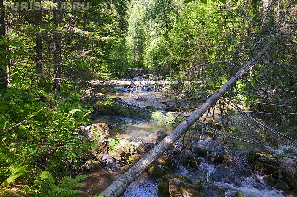Эко-тропа на Третьей речке