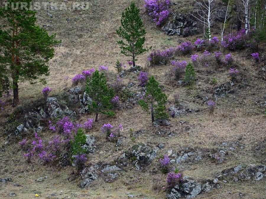 Цветение маральника, Чемальский район