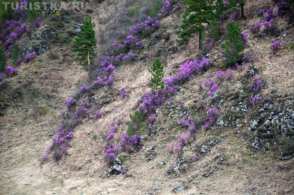 Цветение маральника, Чемальский район