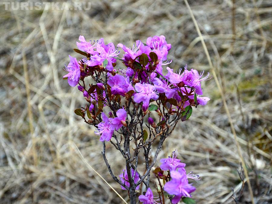Цветение маральника, Чемальский район