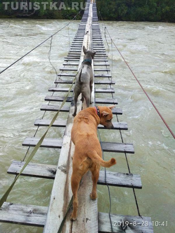 Фотоконкурс 2020 Смехотурики