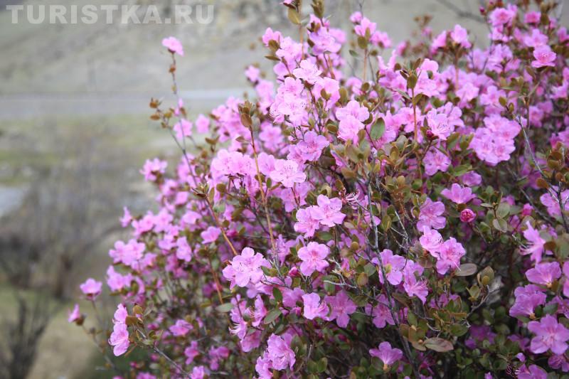 Алтай маральник рододендрон