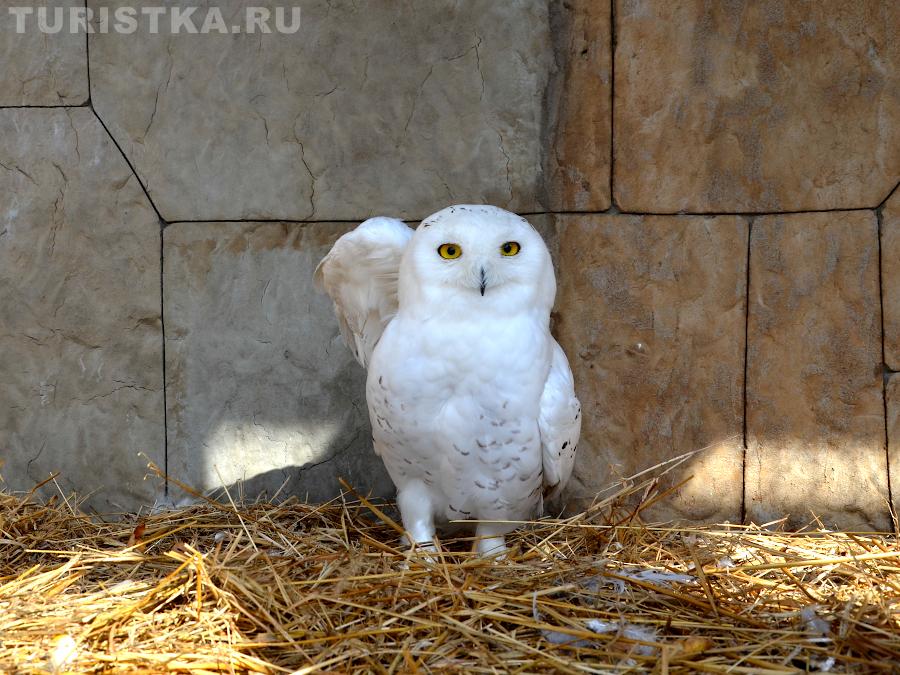 Полярная сова рядом с кафе "Дом шамана" на Тропе мысли