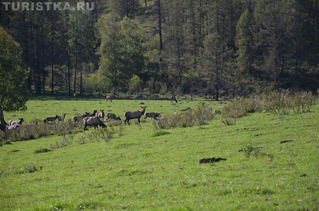 Маральник по пути к озеру Потайное