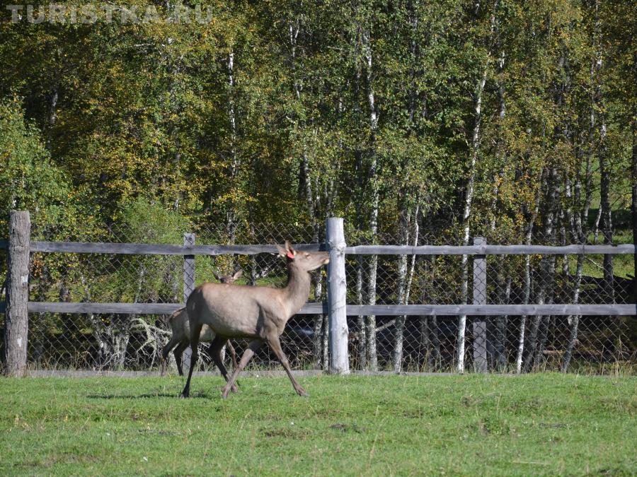Маральник по пути к озеру Потайное