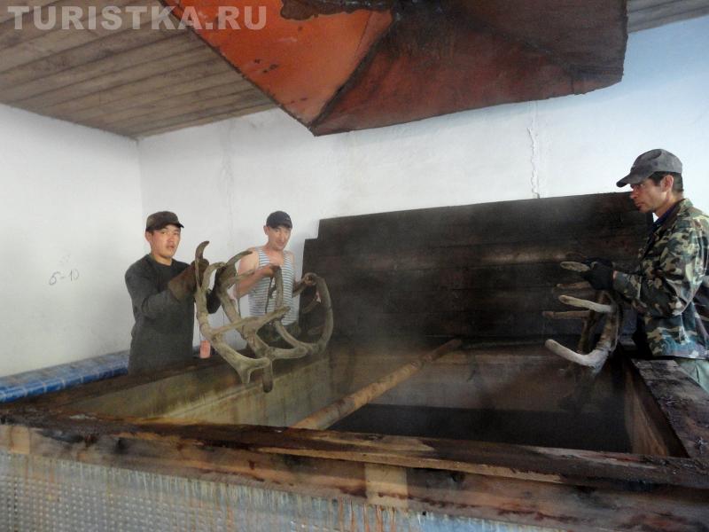 Консервирование пантов