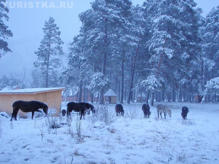 Лошади в Аскате