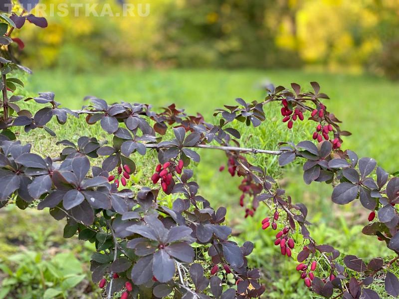 НИИ Лисавенко Барнаул