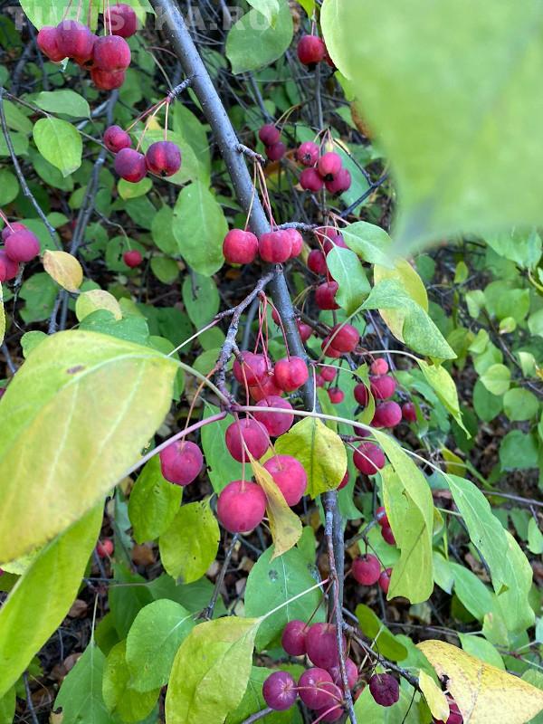 НИИ Лисавенко Барнаул