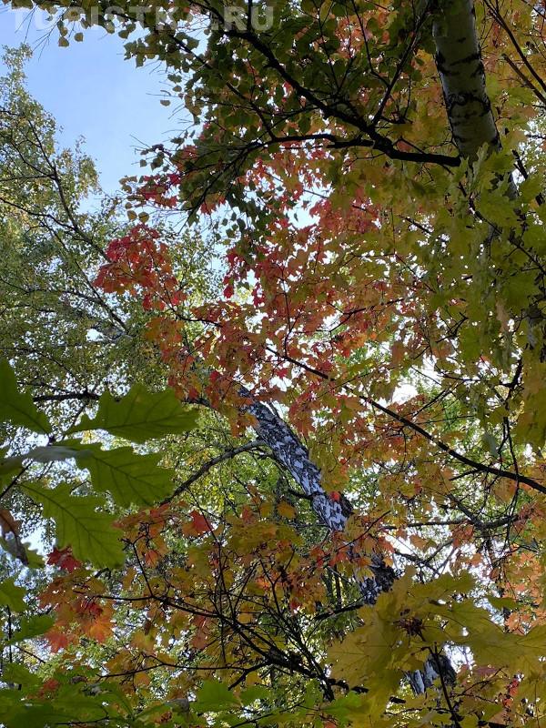 НИИ Лисавенко Барнаул