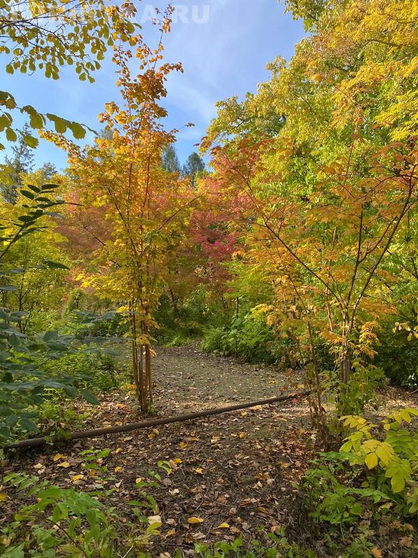 НИИ Лисавенко Барнаул