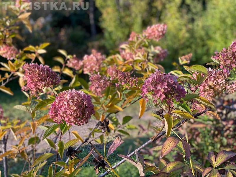 НИИ Лисавенко Барнаул