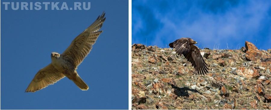 Туры на Алтай фото птицы Алтая