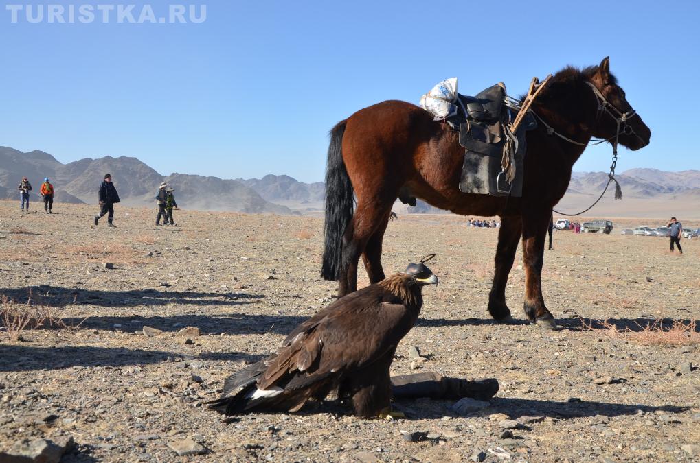 Фестиваль охотников беркутчи в Монголии