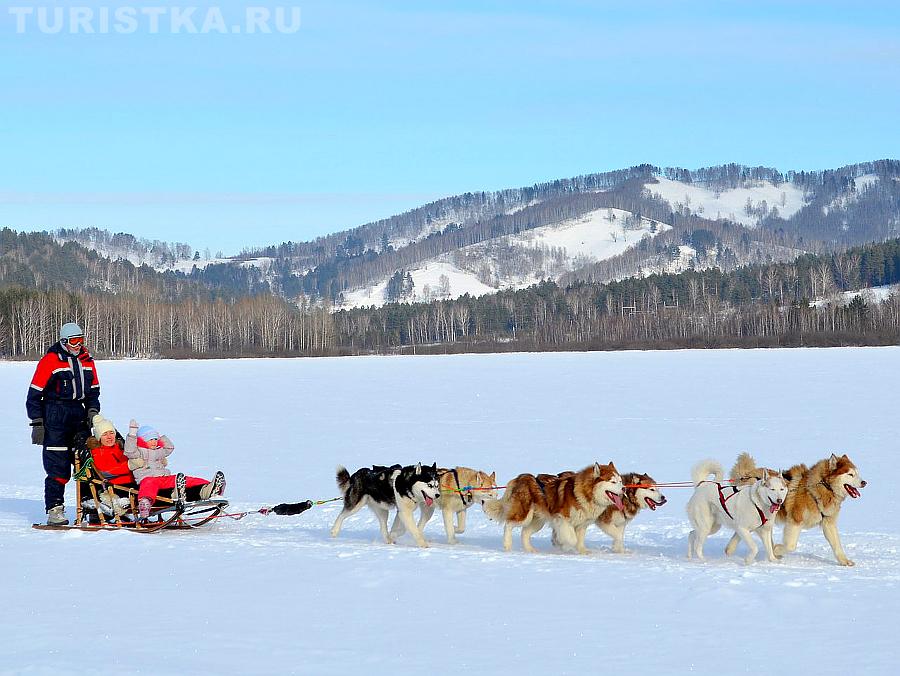 Катание на упряжке сибирских хаски