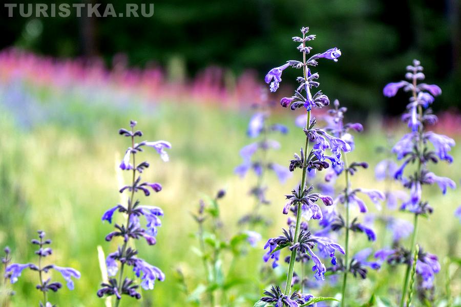Цветы по дороге к Карагемскому прорыву