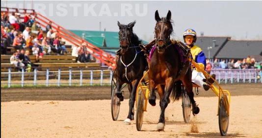 Фестиваль Цветение маральника в Белокурихе